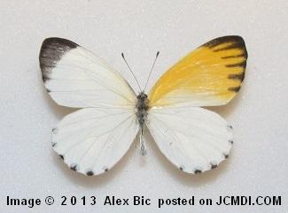 Mylothris rhodope (maybe) gynandromorph.jpg